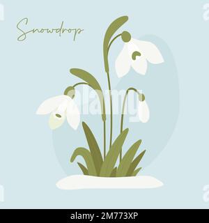 Blooming bouquet of spring snowdrop flowers in snow. Gentle forest white flower common snowdrop. Vector illustration Stock Vector