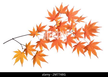 Japanese maple branch isolated on white background Stock Photo