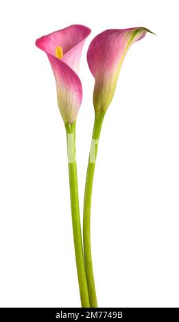 Pink calla flowers isolated on white background Stock Photo