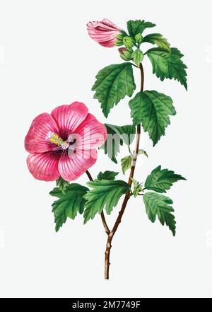 Red Hibiscus syriacus - Rose of Sharon Banner Card. Vector Illustration ...