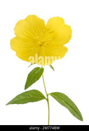 Evening primrose flower isolated on white background Stock Photo