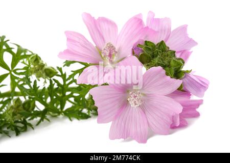 Greater musk mallow flowers isolated  on white background Stock Photo