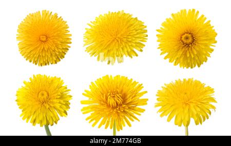 Dandelion flowers set isolated on white background Stock Photo