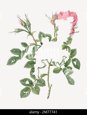 Vintage dwarf four seasons rose vector Stock Vector