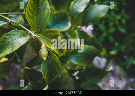 New growing tiny lemons growing on the tree. Selective focus, close up Stock Photo