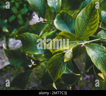 New growing tiny lemons growing on the tree. Selective focus, close up Stock Photo