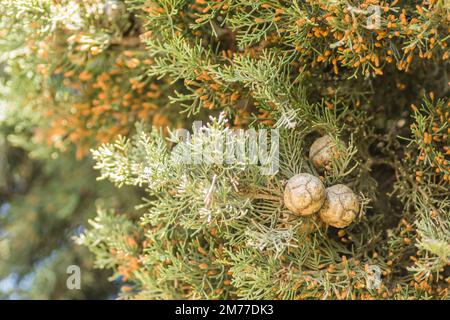 Female cypress cones (Cupressus sempervirens) on the crown of a tree in the Fruka gora National Park. Stock Photo