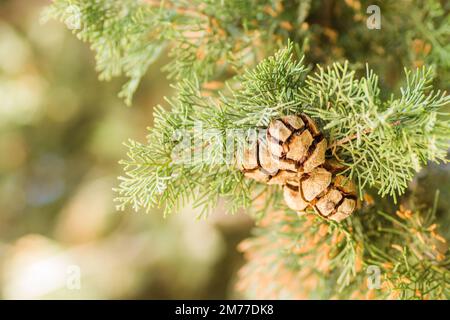 Female cypress cones (Cupressus sempervirens) on the crown of a tree in the Fruka gora National Park. Stock Photo