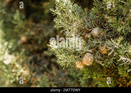 Female cypress cones (Cupressus sempervirens) on the crown of a tree in the Fruka gora National Park. Stock Photo