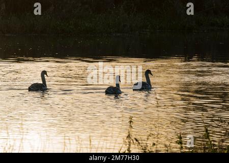 Three young Mute swans on River Witham in evening light, Cherry Willingham Lincolnshire 2022 Stock Photo