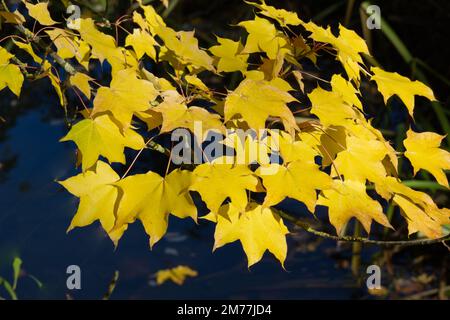 Golden autumn foliage of  / Acer cappadocicum / Acer Lateum / caucasian maple in UK garden October Stock Photo