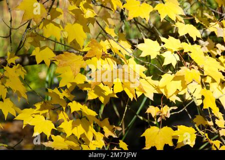 Golden autumn foliage of  / Acer cappadocicum / Acer Lateum / caucasian maple in UK garden October Stock Photo