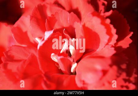 dianthus diana Stock Photo