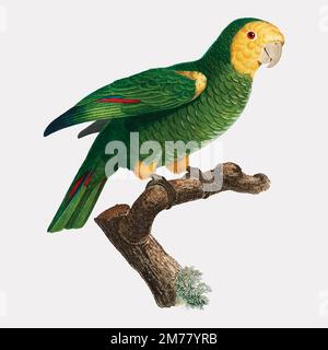 The Yellow-shouldered parrot illustration Stock Vector
