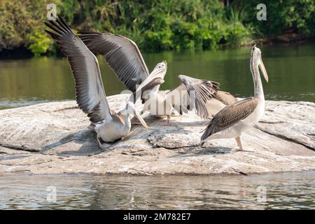 A colony of spot-billed pelicans fishing in Cauvery river inside Ranganathittu Bird Sanctuary during a boat safari Stock Photo