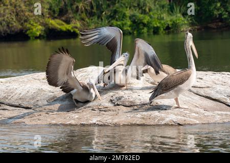 A colony of spot-billed pelicans fishing in Cauvery river inside Ranganathittu Bird Sanctuary during a boat safari Stock Photo