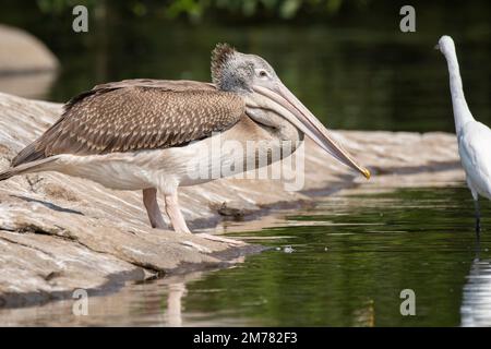 A colony of spot-billed pelicans fishing in Cauvery river inside Ranganathittu Bird Sanctuary during a boat safari Stock Photo