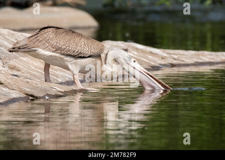 A colony of spot-billed pelicans fishing in Cauvery river inside Ranganathittu Bird Sanctuary during a boat safari Stock Photo