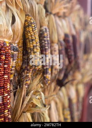Display of colourful corns for sale during fall festival on the outskirs of Atlanta, GA Stock Photo