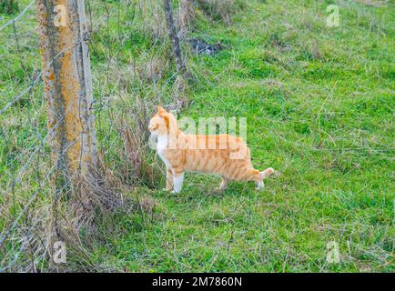 Tabby and white cat in the countryside. Stock Photo