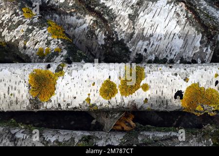 Close-up of birch tree bark with lichen growth for natural background Stock Photo