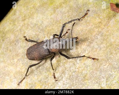 South American palm weevil (Rhynchophorus palmarum), the larva is edible, Orellana province, Ecuador Stock Photo