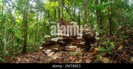 Fungi on a rotting log, panoramic shot, in the rainforest, Orellana ...