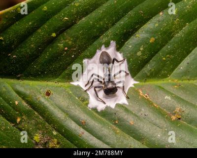 Ant mimic spider (Apantochilus sp.) guarding its eggs in t,he rainforest, Orellana province, Ecuador. Mimic of a turtle ant, Cephalotes sp. Stock Photo