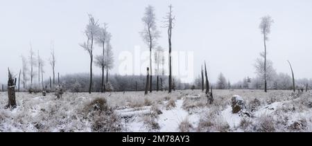 Froste tree covered ice at winter - panoramic view Stock Photo