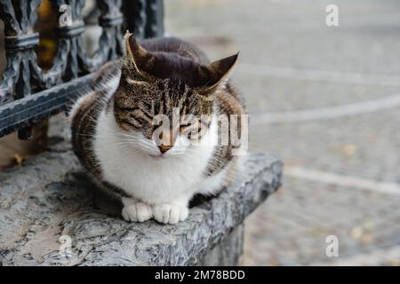 The cat is resting on a concrete parapet on a warm day. Stock Photo