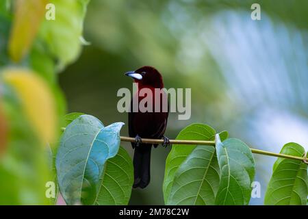 Beautiful red Silver-beaked Tanager bird perches on a branch in the rainforest of Trinidad and Tobago. Stock Photo