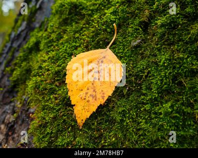 Close up shot of a fallen yellow leaf laying on a moss covered tree trunk. Bitsevski Park (Bitsa Park), Moscow, Russia. Stock Photo