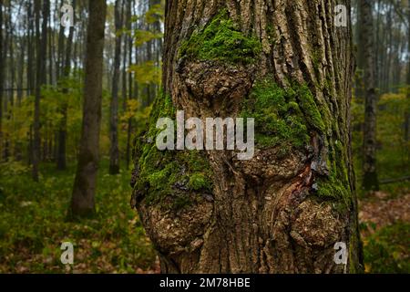 Close up shot of multiple burls on a living tree in Bitsevski Park (Bitsa Park). Moscow, Russia. Stock Photo