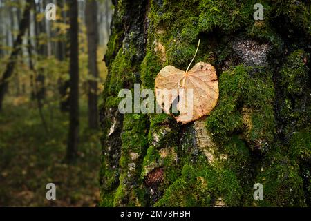 Close up shot of a fallen yellow leaf laying on a moss covered tree trunk. Bitsevski Park (Bitsa Park), Moscow, Russia. Stock Photo