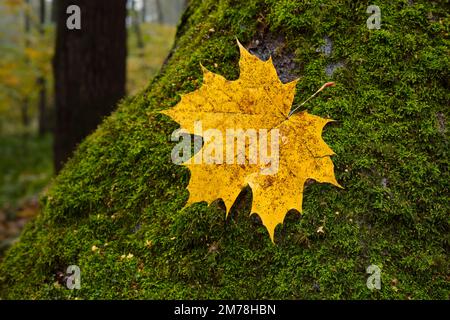 Close up shot of a fallen yellow maple leaf laying on a moss covered tree trunk. Bitsevski Park (Bitsa Park), Moscow, Russia. Stock Photo
