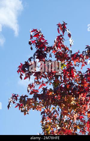 Autumn foliage of Liquidambar styraciflua  / sweet gum against a blue sky in UK garden October Stock Photo