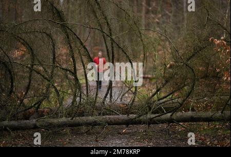 08 January 2023, Hessen, Frankfurt/Main: A jogger is walking along a forest path in Frankfurt's city forest, where a fallen tree is lying. The drought stress of the past years has weakened many trees, branches can fall down abruptly. (to dpa "Danger of branch breakage in forests and parks - "Keep an eye on tree crowns") Photo: Arne Dedert/dpa Stock Photo
