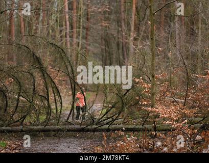 08 January 2023, Hessen, Frankfurt/Main: A jogger is walking along a forest path in Frankfurt's city forest, where a fallen tree is lying. The drought stress of the past years has weakened many trees, branches can fall down abruptly. (to dpa "Danger of branch breakage in forests and parks - "Keep an eye on tree crowns") Photo: Arne Dedert/dpa Stock Photo