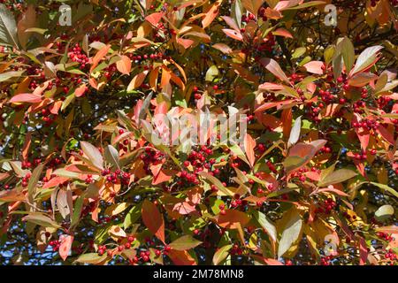 Coloured autumn foliage and berries of red chokeberry tree Aronia x prunifolia 'Brilliant' in UK garden October Stock Photo