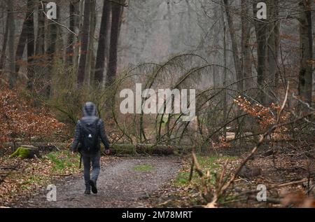 08 January 2023, Hessen, Frankfurt/Main: A walker is on a forest path in Frankfurt's city forest, where a fallen tree is lying. The drought stress of the past years has weakened many trees, branches can fall abruptly. (to dpa "Danger of branch breakage in forests and parks - "Keep an eye on tree crowns") Photo: Arne Dedert/dpa Stock Photo