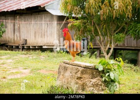 Roaster in the jungle. Views from the streets and houses in a town in the Amazonian region in Peru close to Yurimaguas City. Stock Photo