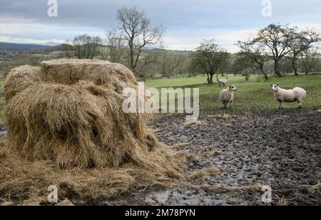 A hayrick in the Lancashire countryside, surrounded by numerous very hungry sheep, January 2023 Stock Photo