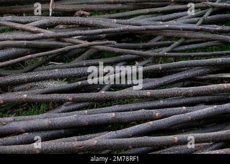 detail of many fine eucalyptus branches arranged in the same direction on a green grass Stock Photo