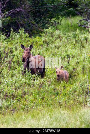 Cow moose with young calf near Panorama Mountain, Windy, Alaska, USA Stock Photo