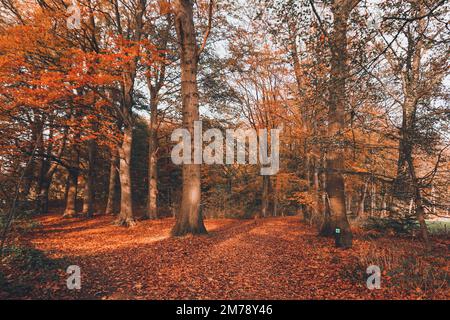 Different Colored Trees Stock Photo