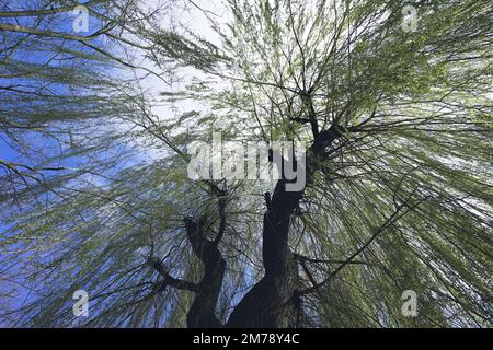 Different Colored Trees Stock Photo