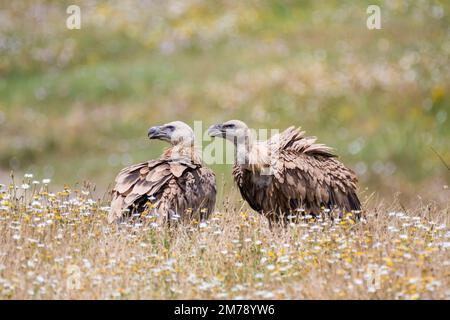 griffon vulture, Gyps fulvus, on a field, Catalonia, Spain Stock Photo