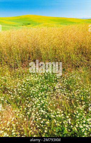 Wildflowers grow along beautiful colorful farm fields of Canola plants; Palouse region; Washington state; USA Stock Photo