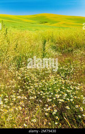 Wildflowers grow along beautiful colorful farm fields of Canola plants; Palouse region; Washington state; USA Stock Photo