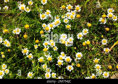 Wildflowers grow along beautiful colorful farm fields of Canola plants; Palouse region; Washington state; USA Stock Photo